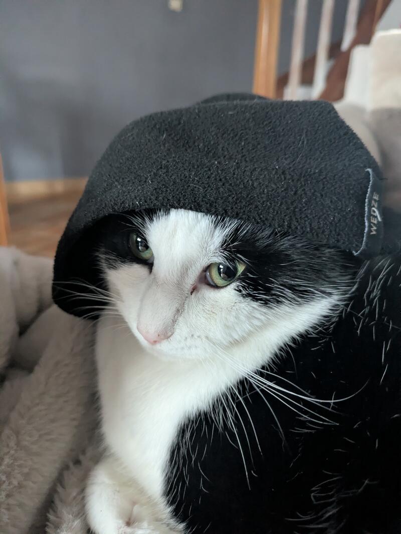 Salem, black and white cat wearing a black hat