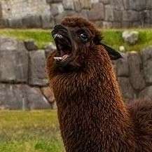 A screaming llama